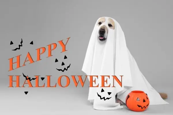 Happy Halloween from Greenkey Financial Inc